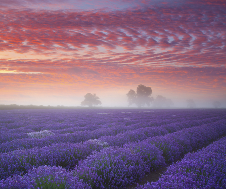 A field of lavender under a stunning sunrise sky.