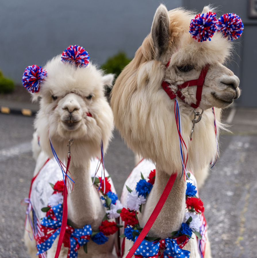 Jean-Pierre, left, and Napoleon, two therapy alpacas from MTN Peaks Therapy Llamas and Alpacas, stand Monday, July 4, 2022, before a Fourth of July parade in downtown Ridgefield.