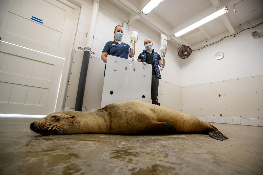 Dr. Alissa Deming, left, and veterinarian assistant Malena Berndt give anti-seizure medicine to a California Sea Lion named Patsy in a recovery room at the Pacific Marine Mammal Center in Laguna Beach after it was found in Huntington Beach having seizures from toxic algae blooms June 20. The toxic algae bloom along the coast is killing dolphins and sea lions. (Allen J.