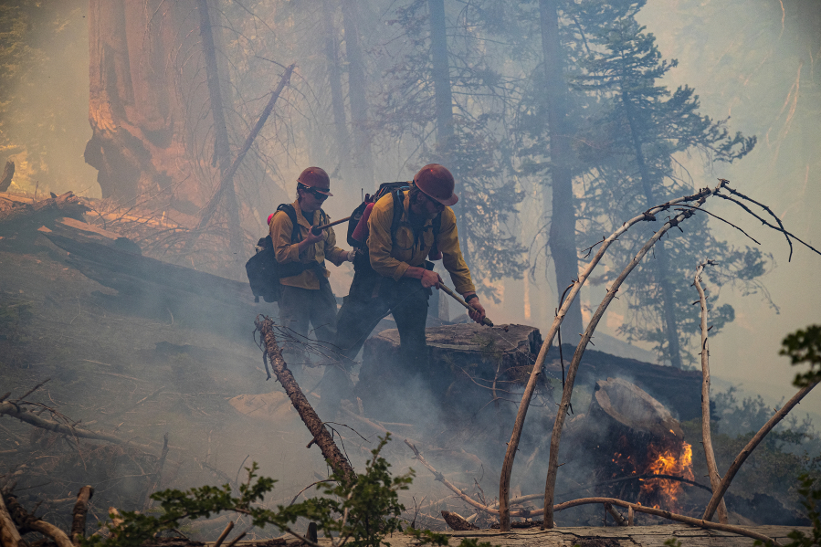 Wildland firefighters put out hot spots inside a tree trunk as the National Park Service does a prescribed burn to get rid of dead non-sequoia trees and fallen brush in the Giant Sequoia Forest, near General Sherman, on July 8, 2019, in Sequoia National Park, California.