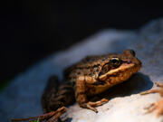 You might not know it, but your yard is a regular frog highway. You can help native frog species thrive by making a few simple changes to your yard.