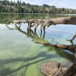 Cyanobacteria are microscopic bacteria, otherwise known as blue-green algae, that form harmful blooms during the summer. They flourish in warm, stagnant water filled with nutrients, such as Lacamas Lake as pictured in 2021. Blooms often occur in Vancouver, Lacamas and Round lakes. (Photo contributed by Clark County Public Health)