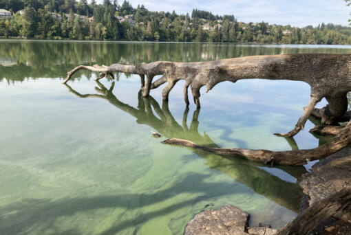 Cyanobacteria are microscopic bacteria, otherwise known as blue-green algae, that form harmful blooms during the summer. They flourish in warm, stagnant water filled with nutrients, such as Lacamas Lake as pictured in 2021. Blooms often occur in Vancouver, Lacamas and Round lakes.