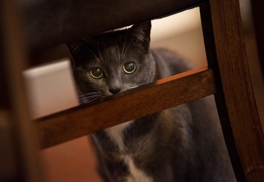 Momo, 14, looks out from behind a dining room chair at the home of Feline Behavior Solutions owner Marci Koski.