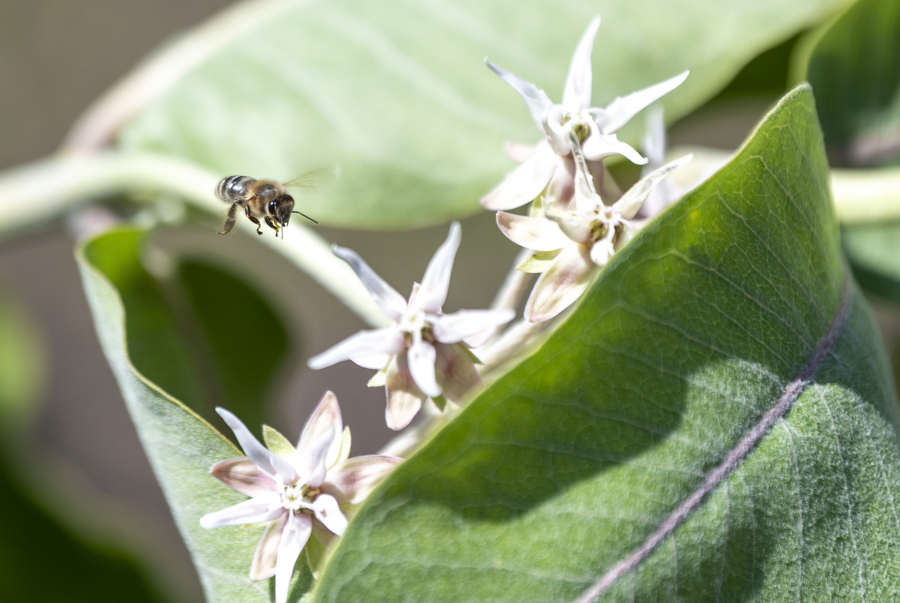 A bee pauses on a showy milkweed plant at the Clark Public Utilities Orchards Operations Pollinator Garden.