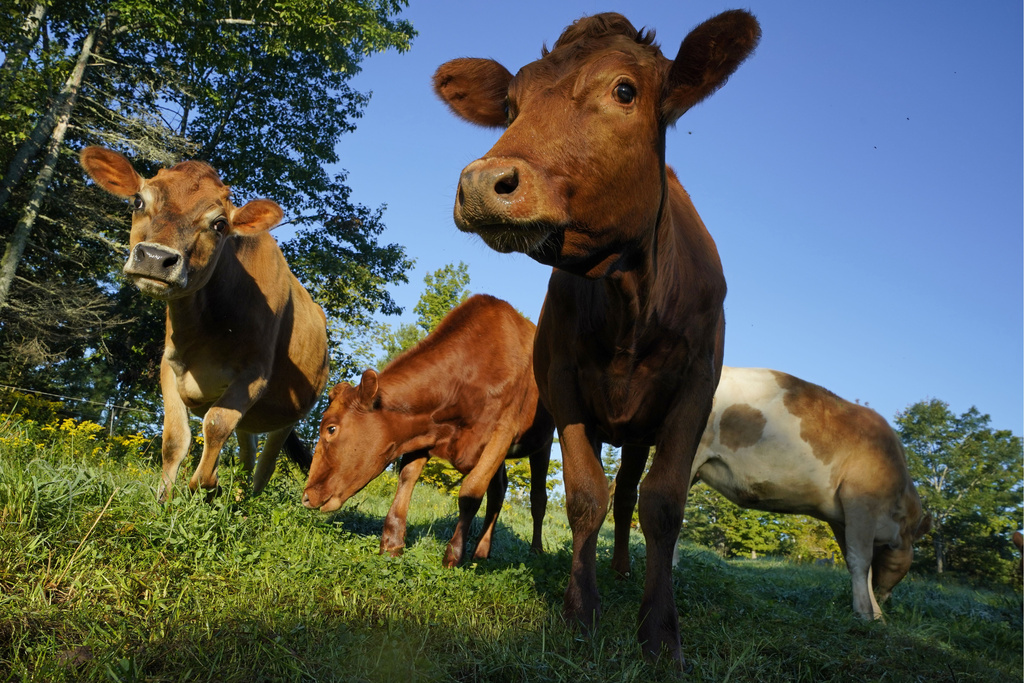 FILE - Cows graze in a field at a farm, Aug. 17, 2021, in Penobscot, Maine. The USDA trying to strengthen its system for animal-raising claims such as "pasture raised" and "grass fed". (AP Photo/Robert F.