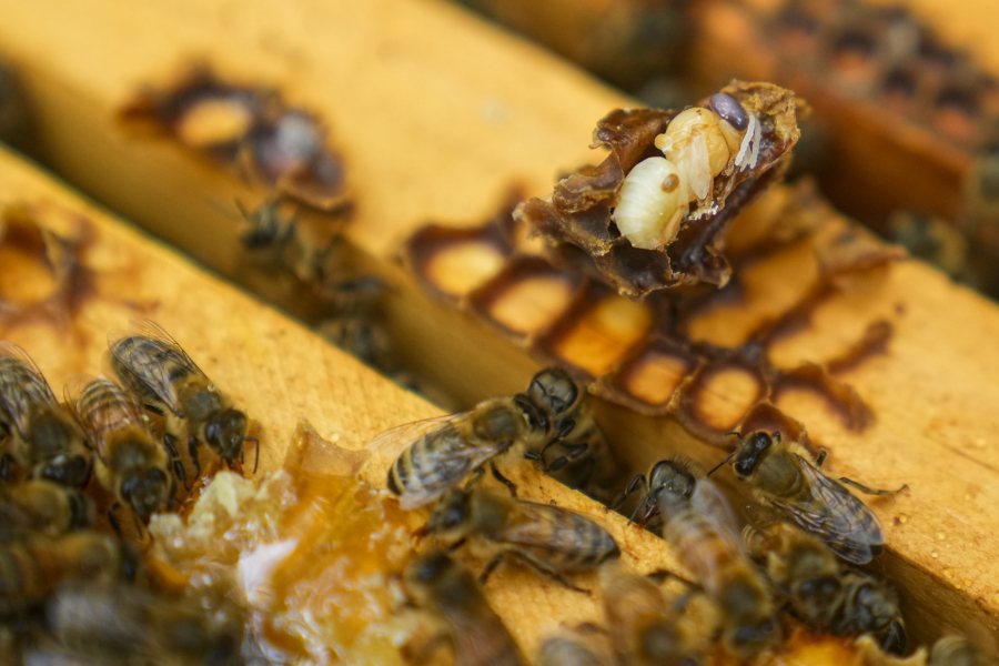 Parasitic mite Varroa is visible on a dead bee in a hive, Wednesday, June 21, 2023, in College Park, Md. A new survey says America's honeybee hives just staggered through the second highest death rate on record. The mites are a major factor why bee deaths are on the rise.