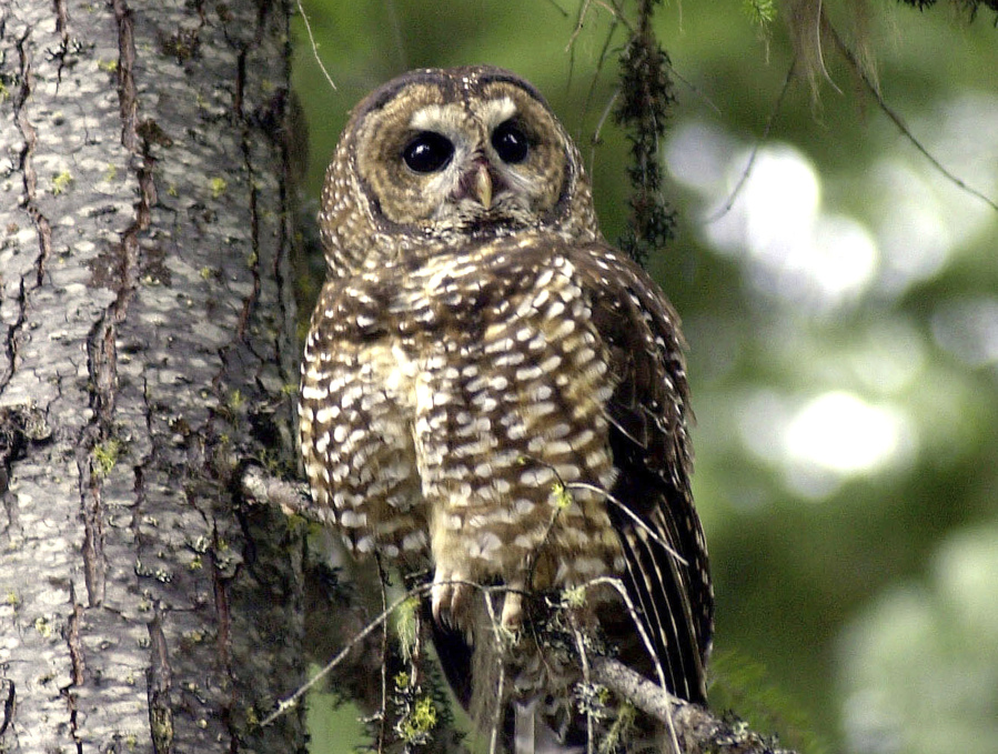FILE - In this May 8, 2003, file photo, a northern spotted owl sits on a tree branch in the Deschutes National Forest near Camp Sherman, Ore. The U.S. Fish and Wildlife Service plans to reinstate a decades-old regulation that mandates protections for species that are newly classified as threatened.