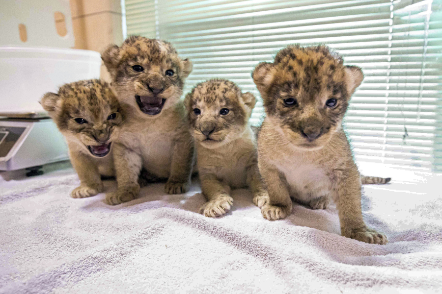 This photo provided on Thursday, June 22, 2023, by the Buffalo Zoo, in Buffalo, N.Y., shows the litter of four African Lion cubs born to their mother, Lusaka and father, Tiberius. Three cubs were born in the late evening of June 2, 2023, and one cub was born in the early hours of June 3, 2023, at the Buffalo Zoo.