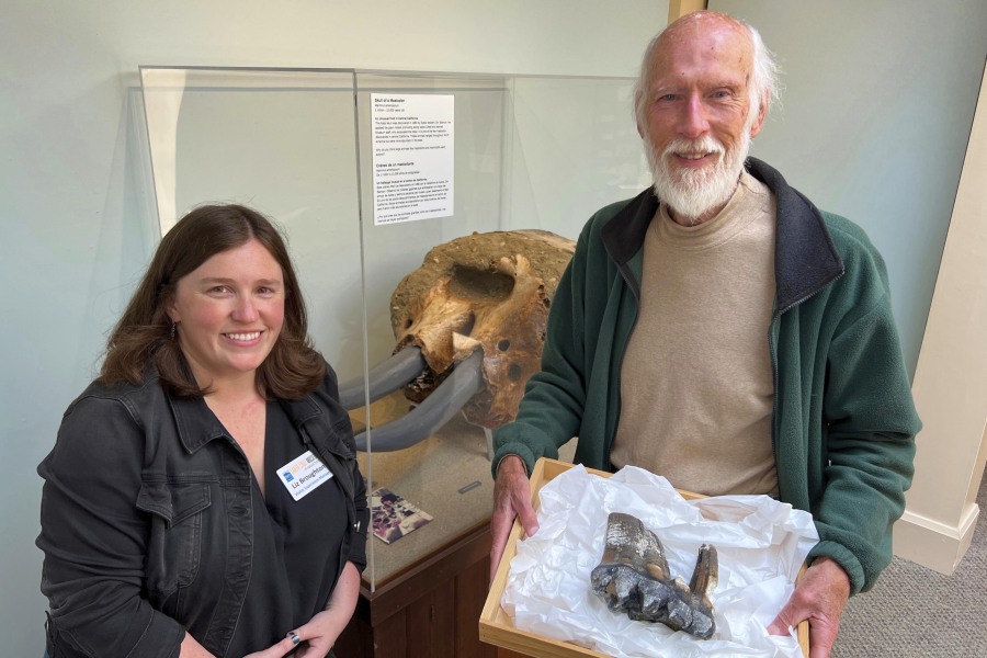 Santa Cruz Museum of Natural History Visitor Experience Manager Liz Broughton, left, and Jim Smith, who holds a mastodon tooth May 30 at the museum in Santa Cruz, Calif. Smith, who had seen the news about the tooth, called the museum and reported he had stumbled upon it at the mouth of Aptos Creek on Rio Del Mar State Beach, located off Monterey Bay in Santa Cruz County.