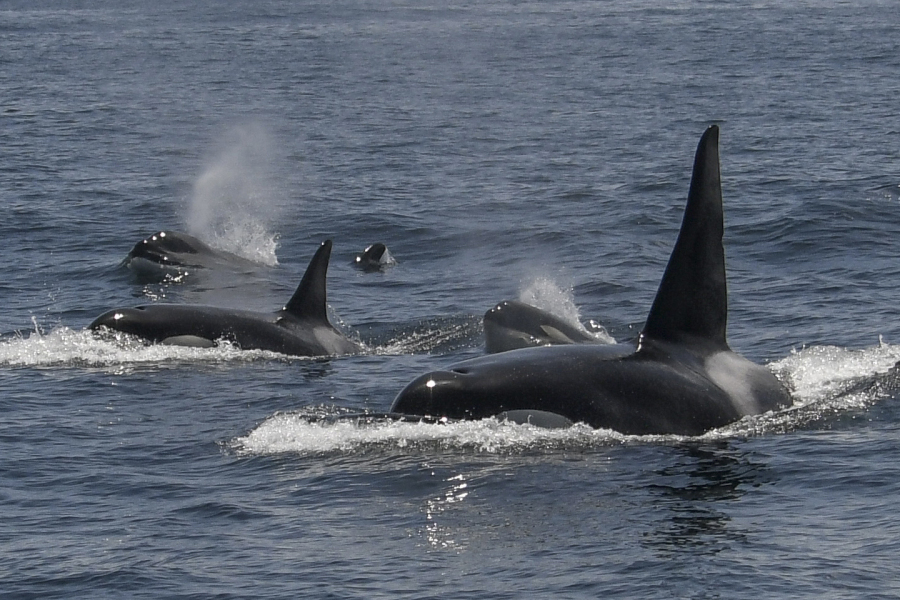 In this photo provided by Michael Pierson, an unusually large group of killer whales was spotted off the coast of San Francisco on May 7, 2023.