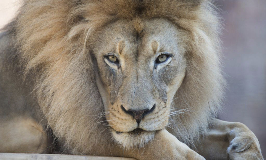 The African lion Kamau, who was a star attraction at California's Sacramento Zoo, has died at age 16, officials said.
