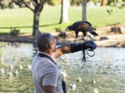 Christian Cooper with Bond, a trained Harris' hawk, at a park in Palm Desert, Calif., during the filming of "Extraordinary Birder with Christian Cooper." (Jon Kroll/National Geographic)