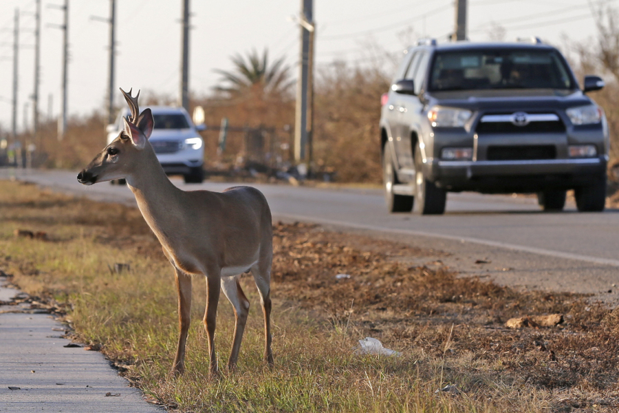 FILE - A Florida Key deer stands on the side of Overseas Highway in the aftermath of Hurricane Irma in Big Pine Key, Fla.,  Sept. 13, 2017. State officials and scientists have suggested moving a portion of some species struggling with climate change like the Key deer.