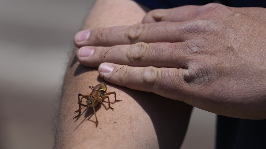 Jeremiah Moore has a cricket climb onto his arm during the migration of Mormon crickets Saturday in Spring Creek, Nev. Mormon crickets are native to the Great Basin and Intermountain West.