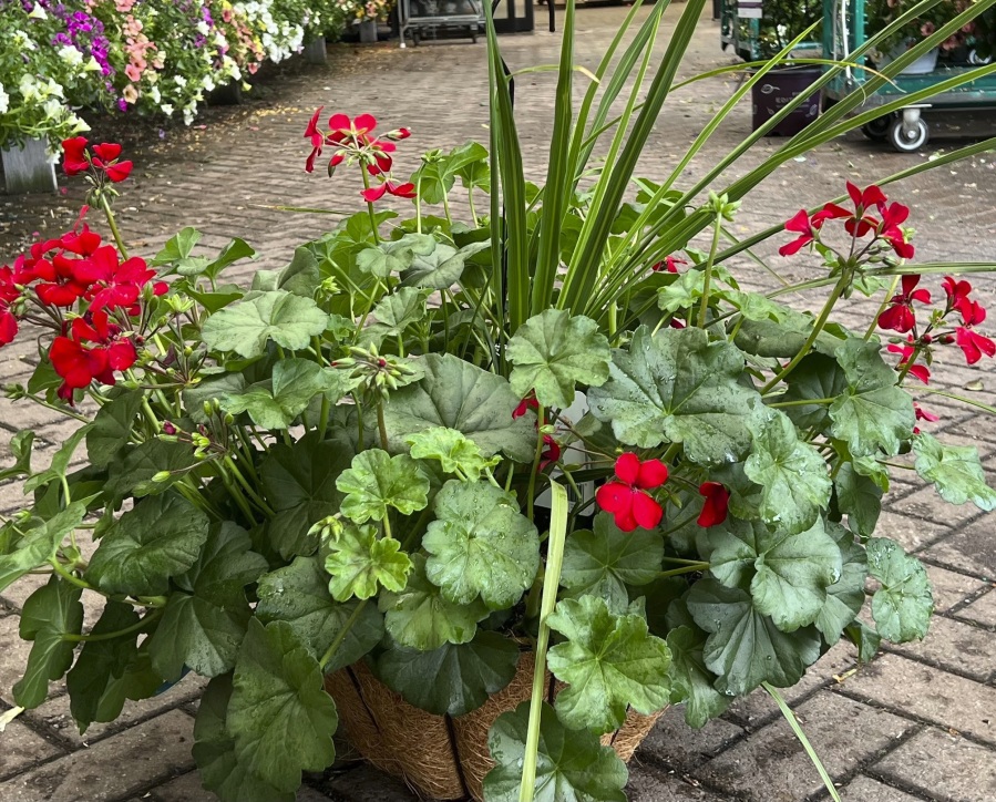 A professionally planted container is on display at Hicks Nurseries in Old Westbury, N.Y.