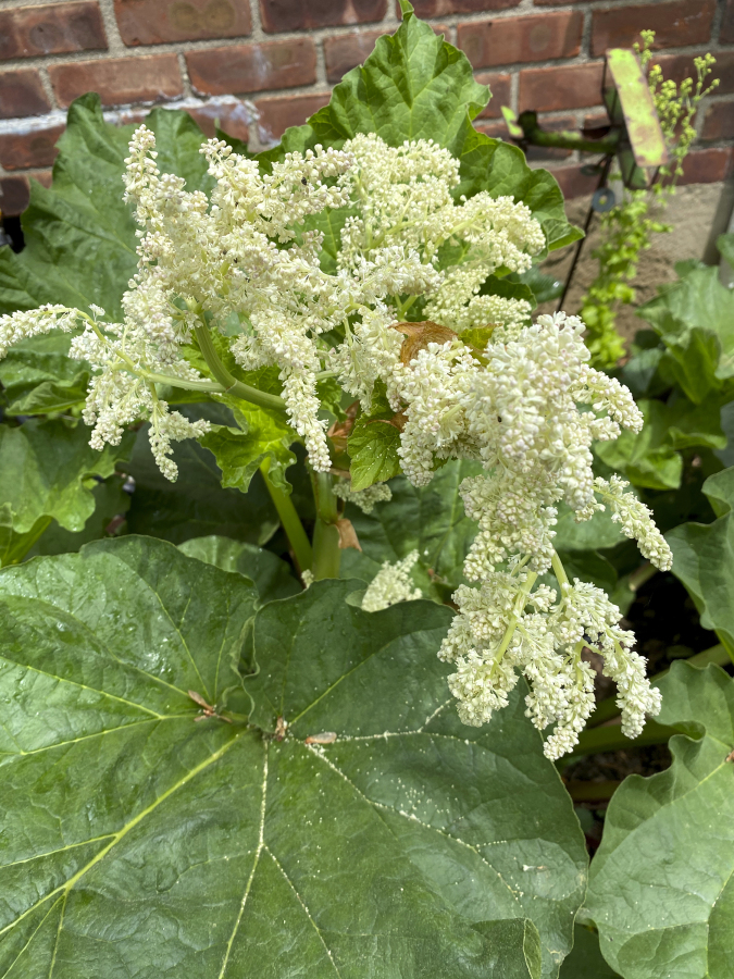 This May 22, 2021, image provided by Greg Lowenthal shows a rhubarb plant in bloom in East Northport, N.Y.