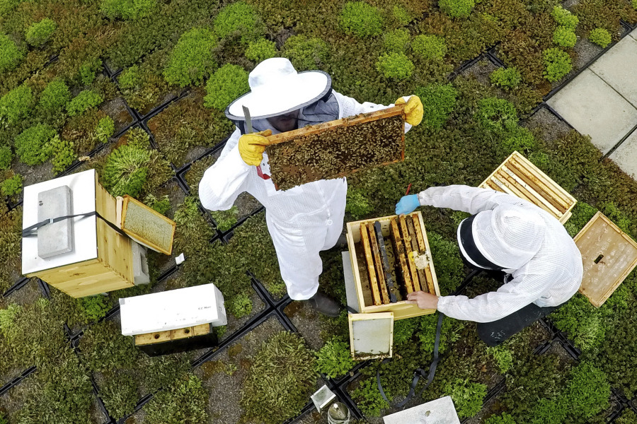 Spencer Mangiacotti, left, and, Anthony Zunino, beekeepers for Best Bees, inspect two hives on the roof of the Warren Rudman U.S. Court House, Monday, May 15, 2023, in Concord, N.H. (AP Photo/Robert F.