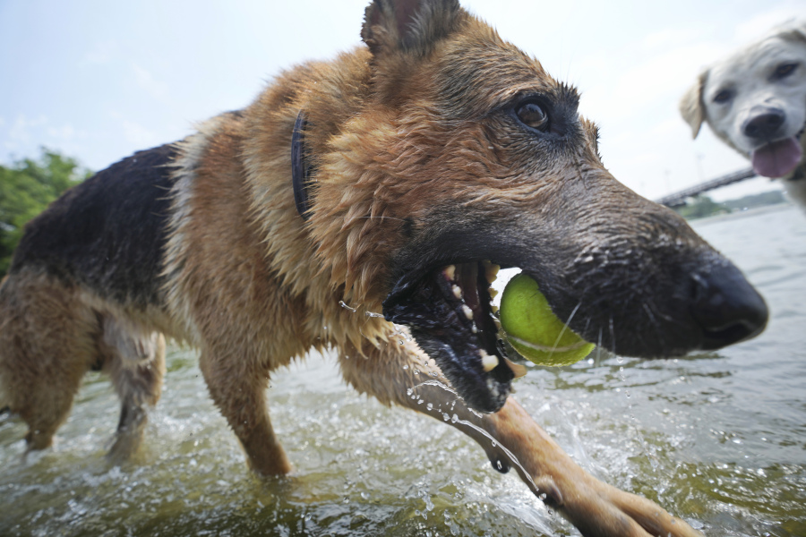 A dog carries a tennis ball in the water at White Rock Lake in Dallas, Tuesday, June 20, 2023. It's Texas, it's summer, it's hot.