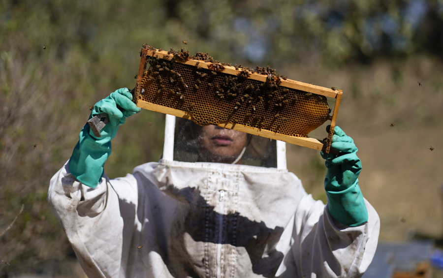 Adriana Veliz searches for the queen bee Tuesday from the most recent group of bees rescued by the SOS Abeja Negra organization, in Xochimilco, Mexico.