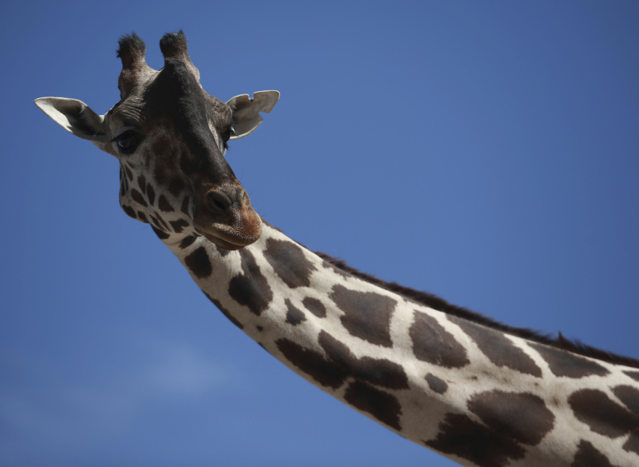 Benito the giraffe looks out from his enclosure Tuesday at the city run Central Park, in Ciudad Juarez, Mexico.