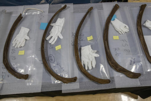 Mastodon bones are displayed at the Grand Rapids Public Museum on Thursday, May 18, 2023, in Grand Rapids, Mich. Some of the mastodon bones, found last summer in Newaygo County, will be unveiled as part of museum's "Ice Age: Michigan's Frozen Secrets" exhibit, which opens to the public on May 20.