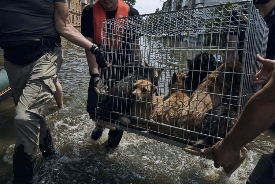Volunteers carry a cage with dogs evacuated from a flooded neighbourhood in Kherson, Ukraine, Thursday, June 8, 2023.