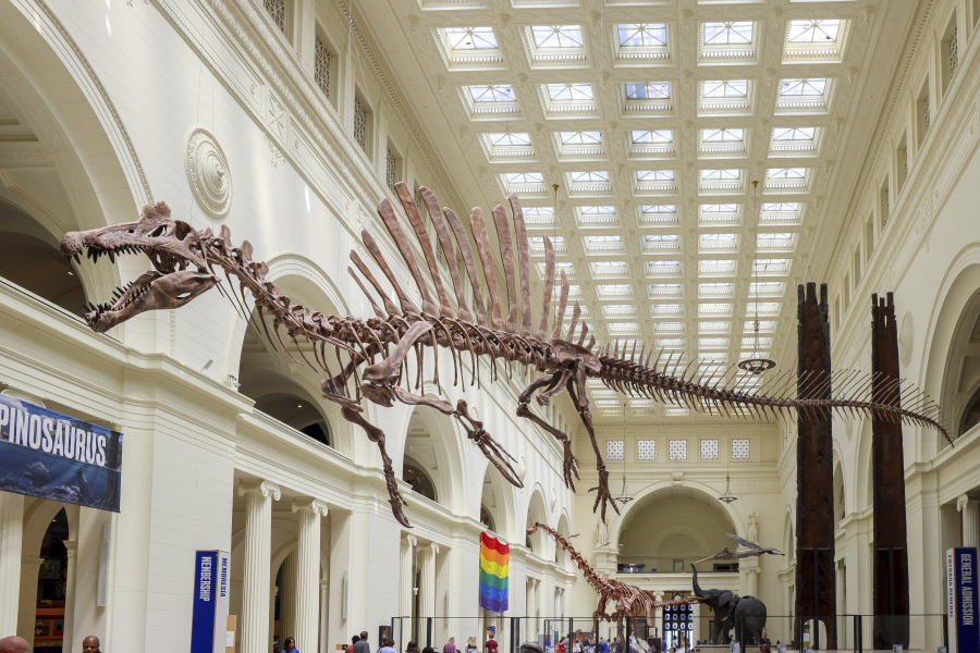 The 46-foot-long cast of a Spinosaurus suspended high above the Field Museum's main hall after its unveiling June 2 in Chicago. The cast is about 60 percent of a skeleton, the most complete specimen of the species.