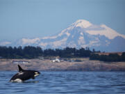 A southern resident killer whale breaches in Haro Strait just off San Juan Island's west side with Mount Baker in the background in June 2018.