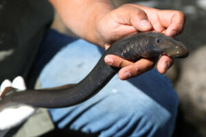 Columbia River lamprey ‘critically imperiled’ - The Columbian