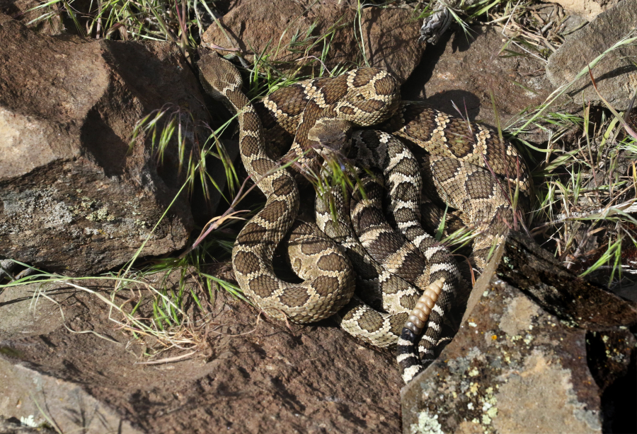 Rattlesnakes have excellent camouflage and don't always rattle before striking. Enjoy your eastern Gorge hike, but stay aware of your surroundings and don't step where you can't see.