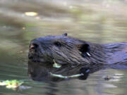 In this Sept. 12, 2014, photo, a tagged 50-pound male beaver nicknamed "Quincy" swims in a water hole near Ellensburg, Wash., after he and his family were relocated by a team from the Mid-Columbia Fisheries Enhancement Group. Under a program in central Washington, nuisance beavers are being trapped and relocated to the headwaters of the Yakima River where biologists hope their dams help restore water systems used by salmon, other animals and people.