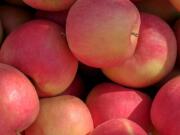 Dr. Katherine Evans said the new apple variety is a cross between the Honeycrisp apple and the Cripps Pink apple, also known as Pink Lady.