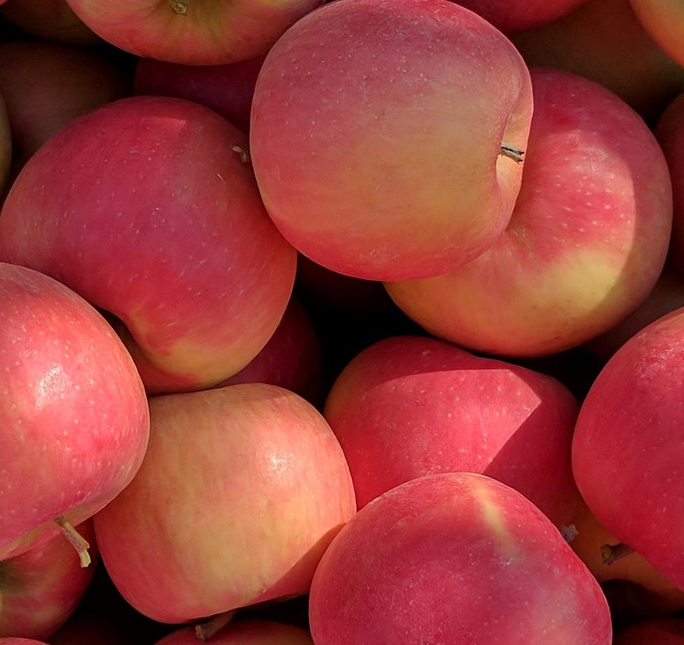 Dr. Katherine Evans said the new apple variety is a cross between the Honeycrisp apple and the Cripps Pink apple, also known as Pink Lady.