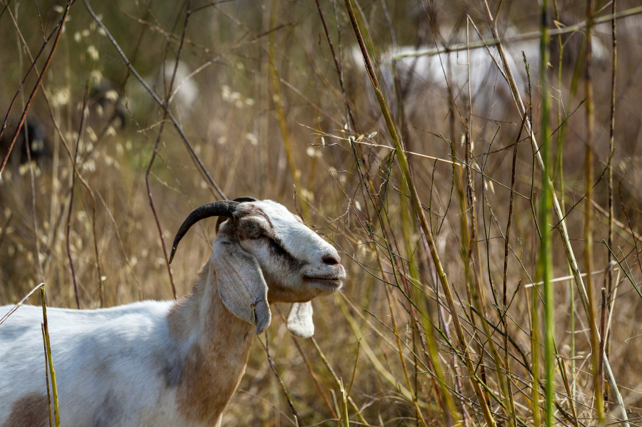 A goat chomps brush on a hillside on June 12 in Rancho Palos Verdes, Calif. Herder Michael Choi was hired by the Palos Verdes Peninsula Land Conservancy to manage the massive growth of invasive weeds in its habitat restoration areas.