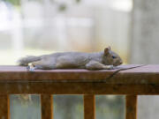 A hot gray squirrel stretches out resting on a wooden deck railing in summer (iStock.com)