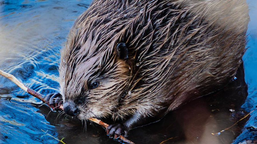 A beaver chews on a stick in the Boise River near 32nd Street in Garden City, Idaho, in late April. Estimating beaver populations in Idaho is not an easy task, and there's debate about whether the animal's numbers have been stable or have exploded. (Sarah A.