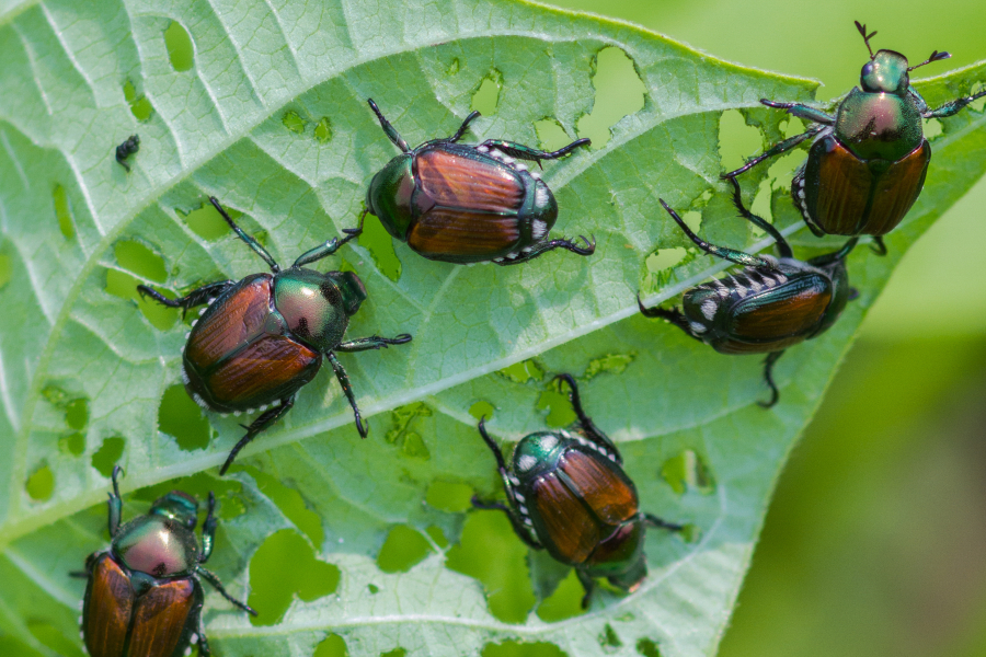 Japanese beetles eat string bean leaves in a garden.