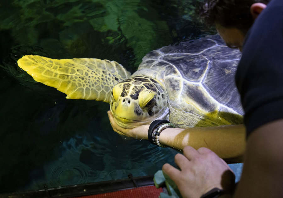 Aquarist Brendan Gilloffo works with green sea turtle Nickel on husbandry behaviors June 8 during a training session at the Shedd Aquarium, in Chicago. (Eileen T.