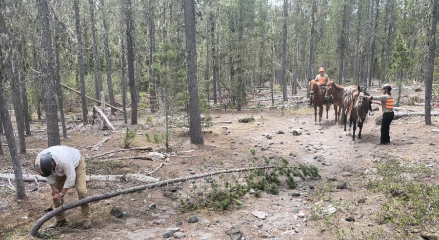 The Mount St. Helens Back Country Horsemen contributed 2,772 hours of trail and administrative work in 2022, work estimated at a value of $115,600. There are 31 such chapters statewide, all of which partner with local, state and federal agencies to tend to nature trails.