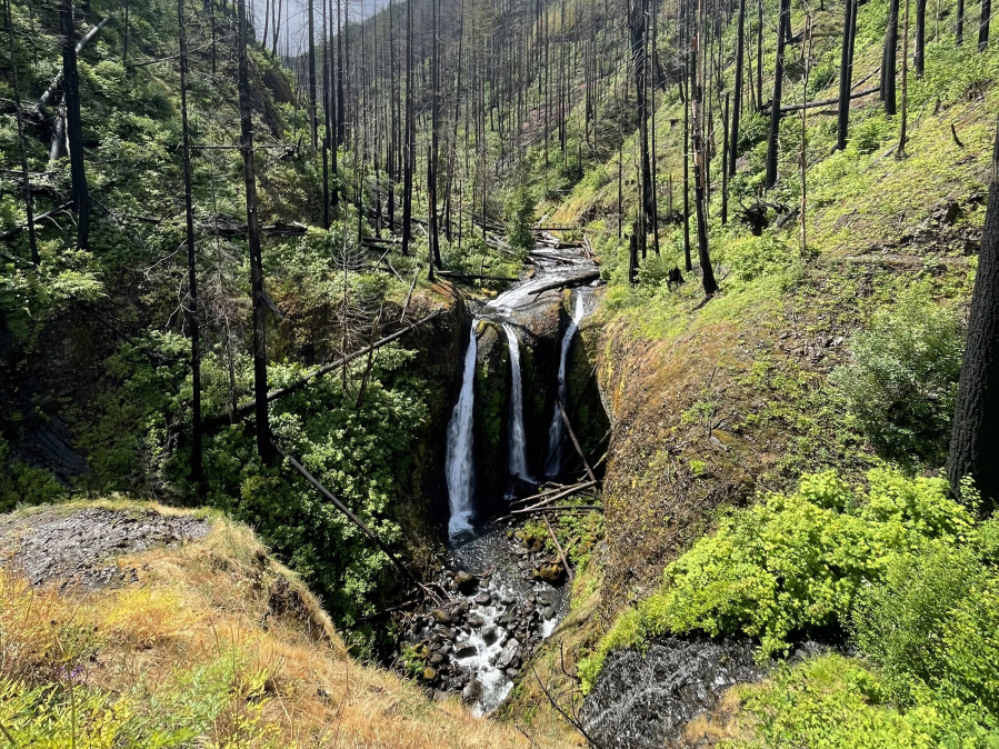 Triple Falls is shadowed by the sun in the burnt-tree forest, which is a common site through the area of the Eagle Creek fire that burned in 2017.
