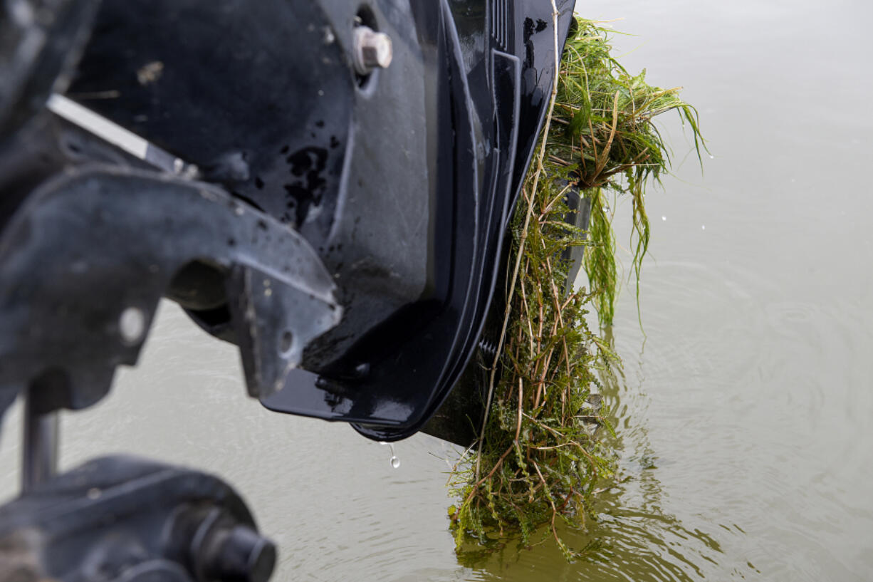 Invasive curly leaf pondweed winds around a stalled boat motor at Vancouver Lake.
