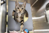 Tweety, a 3-month-old kitten, steps out of her bed Friday at the Humane Society for Southwest Washington in east Vancouver.