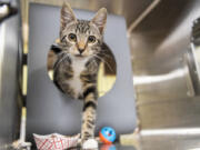 Tweety, a 3-month-old kitten, steps out of her bed Friday at the Humane Society for Southwest Washington in east Vancouver.