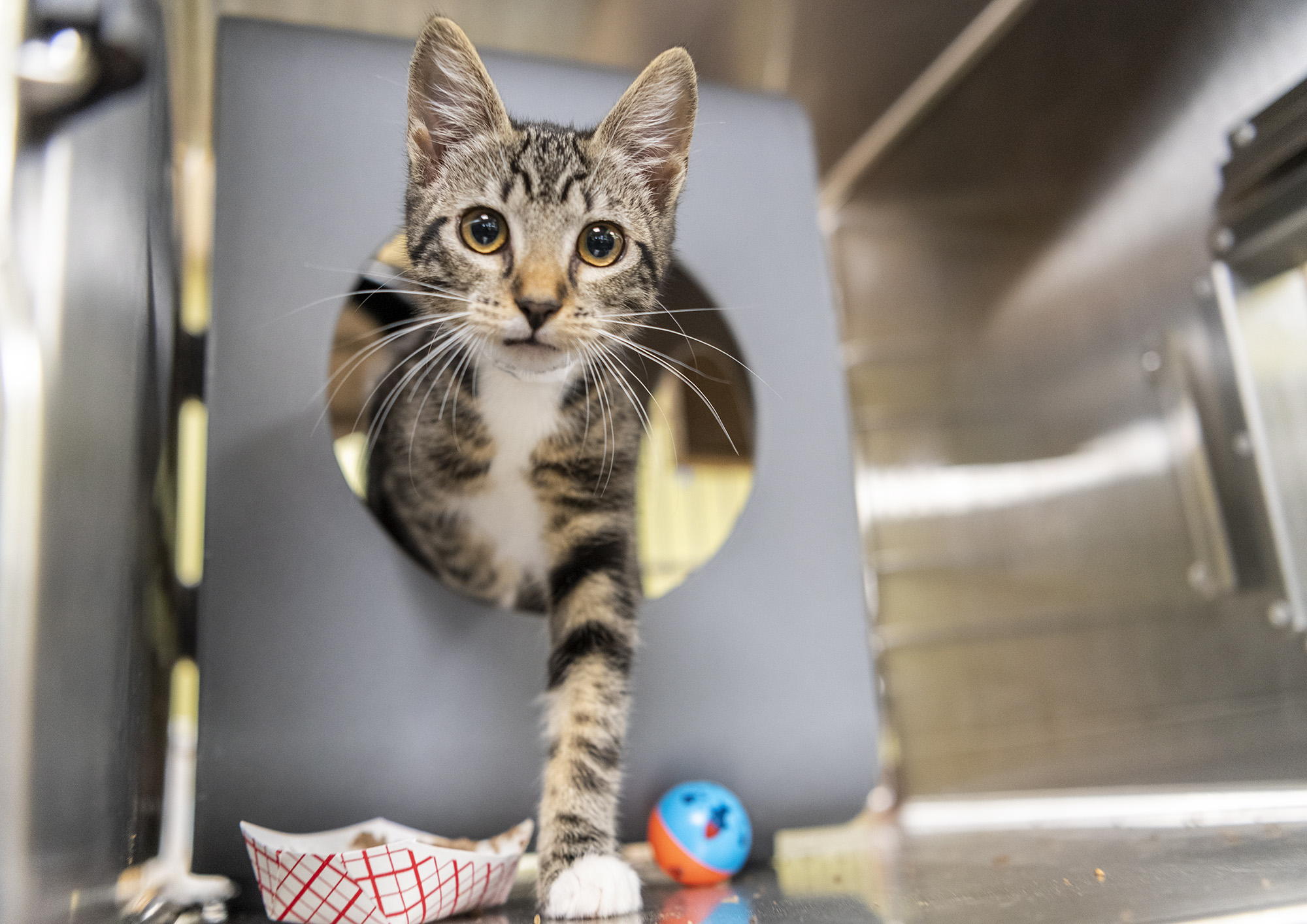 Tweety, a 3-month-old kitten, steps out of her bed Friday, July 21, 2023, at the Humane Society for Southwest Washington.