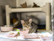 Kittens eat food and lounge around Friday at the Humane Society for Southwest Washington.
