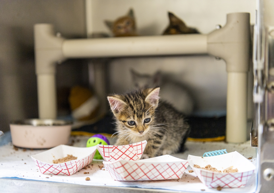 Kittens eat food and lounge around Friday at the Humane Society for Southwest Washington.
