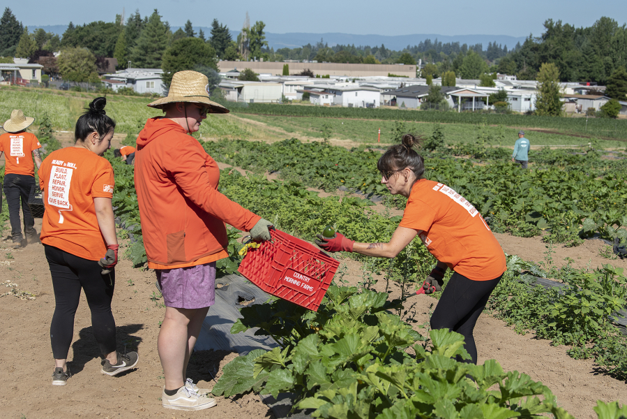 From left: Aimee Lewis, Carmen Evans and Hannah Thompson of The Home Depot harvest fresh zucchinis while volunteering at 78th Street Heritage Farm in Hazel Dell.