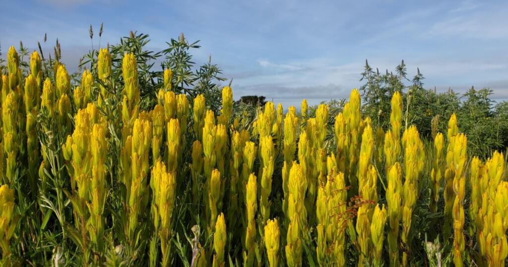 Golden Paintbrush (Castilleja levisecta) (U.S.