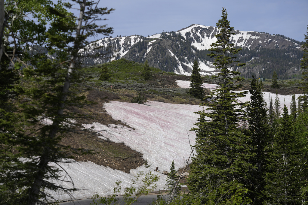 An algae that provides snow banks a pink hue has piqued the curiosity of drivers and hikers traversing Guardsman Pass on Wednesday, June 28, 2023, near Park City, Utah.  The so-called “watermelon snow” comes from algae that swim to the surface and change colors to protect themselves from ultraviolet rays.